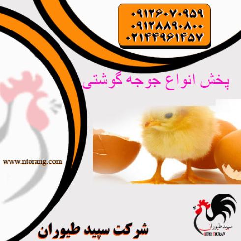 فروش عمده جوجه یک روزه گوشتی درجه1 - طیور