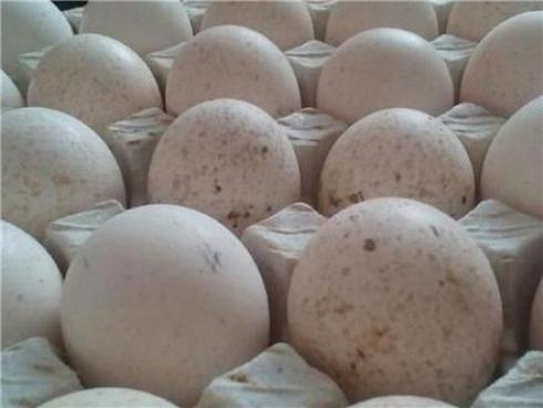 فروش تخم نطفه دار بوقلمون - طیور