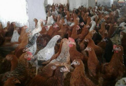 فروش مرغ 5 ماهه و 6 ماهه محلی گلپایگان اماده تخم - طیور