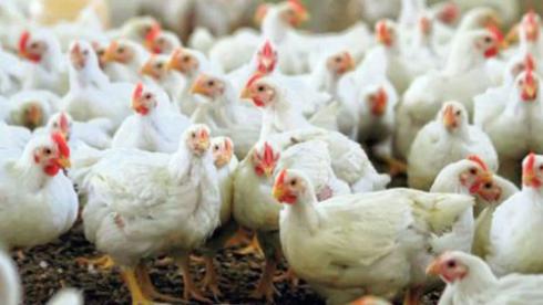 مرغ تخم گذار بومی اصیل شرکت سپید طیوران 