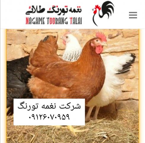 فروش مرغ لوهمن 1روزه تا 5 ماهه-طیور