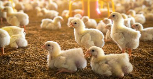 جوجه مرغ گوشتی 