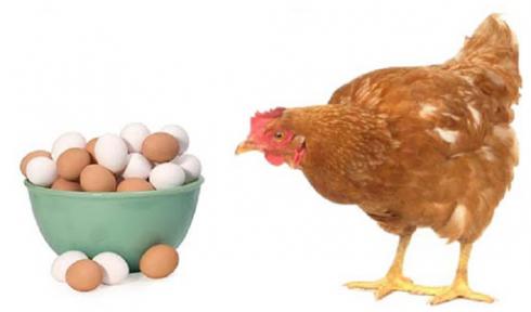 هزینه های پرورش مرغ گوشتی - فروش جوجه مرغ گوشتی - طیور