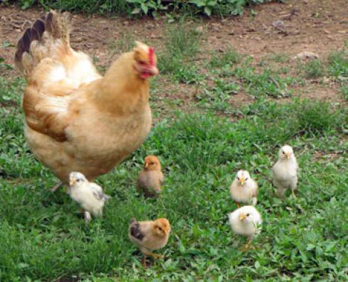 پرورش جوجه مرغ بومی تخمگذار(فروش جوجه یکروزه)