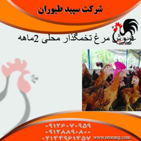 فروش مرغ تخمگذار محلی 2ماهه -پرورش مرغ محلی -طیور 