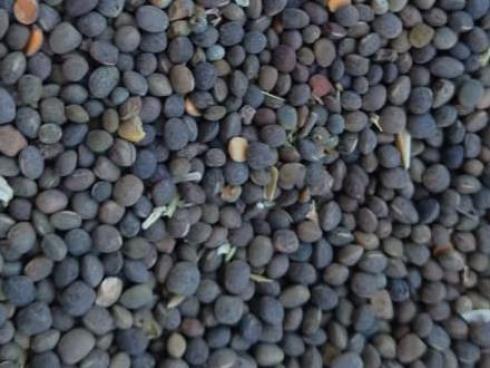 خرید و فروش قره ماش