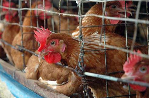 فروش مرغ محلی تخمگذار اصلاح نژاد شده - طیور