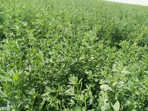 فروش پودر یونجه، فروش یونجه انباری، خرید یونجه