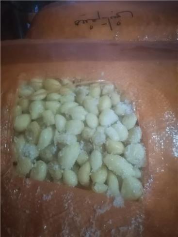 فروش سیر پوست کنده تازه همدان