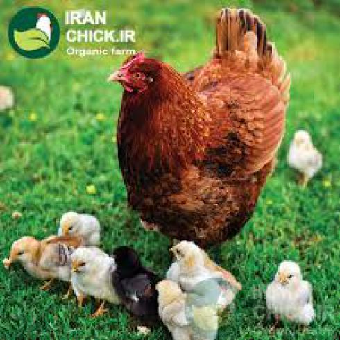 پرورش صنعتی مرغ تخم گذار تولید تخم مرغ