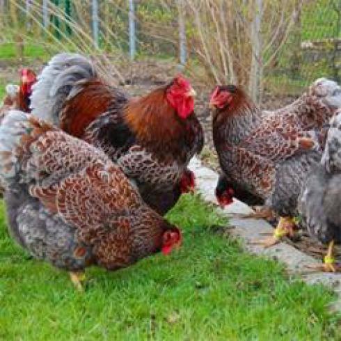 فروش مرغ بومی 6 ماهه تخمگذار گلپایگان 