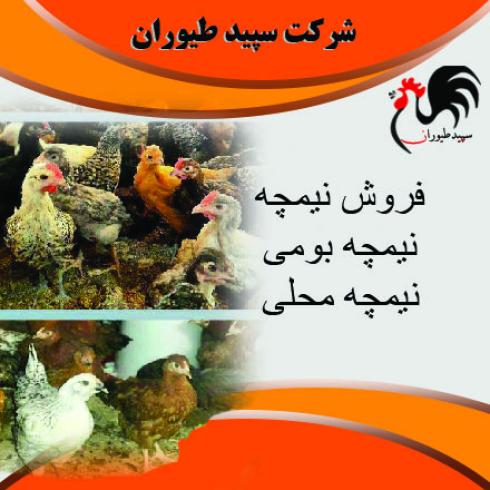 نیمچه مرغ گلپایگانی اصلاح نژاد شده-فروش نیمچه-طیور