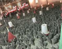 فروش جوجه یکروزه کبک ، قیمت جوجه یکروزه کبک ، خرید و فروش گوشت