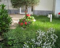 گیاهان جایگزین چمن - گیاهان مناسب به جای چمن
