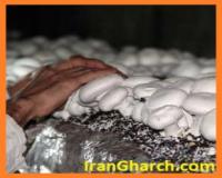 مشاوره پرورش قارچ