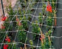 توری نگهدارنده و قیم گیاهان زینتی