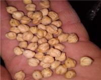 خرید و فروش حبوبات نخود لوبیا قرمز و چیتی