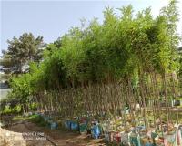 فروش گل و گیاه فاضلی (شهرگل)