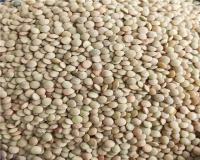 فروش عمده و پخش عدس و جو پوست کنده و پرک (اردبیل)