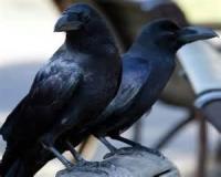 دور کننده و از بین برنده دائمی کلاغ ،کبوتر و گنجشک