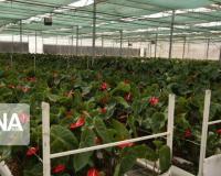 توری نگهدارنده و قیم  گیاهان زینتی و شاخه بریده