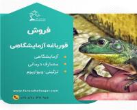 آگهی فروش قورباغه آزمایشگاهی