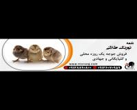 جوجه یک روزه بومی - طیور