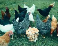 فروش جوجه مرغ تخمگذار ، مرغ تخم گذار