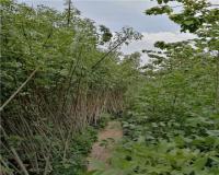 فروش نهال زبان گنجشک نایلکسی و ریشه لخت انواع سایز