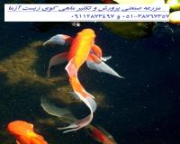 فروش عمده ماهی کوی باله بلندوپوست چرم مرکز پرورش ماهی