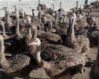 فروش جوجه شترمرغ کانادایی