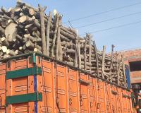 خرید و فروش چوب انجیر و مرکبات و انواع چوب