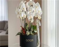 با گل گیفت، لحظه خواستگاری را با گل‌ های زیبا خاص کنید