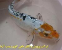 فروش عمده ماهی کوی باله بلند و پوست چرم