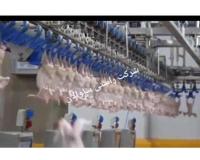 سورتینگ مرغ و ماهی و میگو و گوشت و انواع محصولات