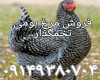 فروش جوجه یکروزه و نیمچه مرغ تخمگذار بومی