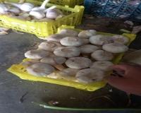 سیر سورت شده همدان