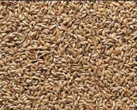 فروش دان جوجه و دان پرندگان زینتی