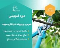 دوره آموزش حرفه ای هرس و پیوند درختان میوه