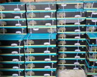 لنت آلتور پرمیوم پلاتینیوم