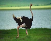 خرید شترمرغ پرواری شرکت سپید طیوران