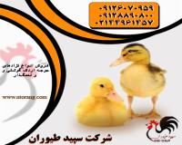 فروش جوجه اردک گوشتی-جوجه اردک-طیور