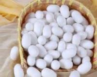 فروش پیله ابریشم
