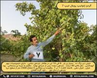 گردو ژنوتیپ رویال تیپ 7