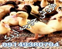 فروش جوجه اردک , جوجه یکروزه اردک