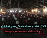 فروش کبک , قیمت کبک , خرید و فروش تخم و جوجه کبک , سود پرورش کبک