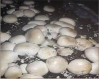 فروش کمپوشت آماده قارچ دکمه ای و فروش خاک پوششی