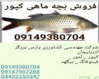فروش بچه ماهی کپور آمور  بیگ هد  فیتو فاگ،ماهی خاویار