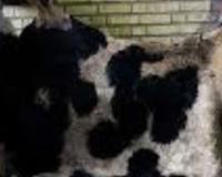 خریدار پوست و روده به قیمت مناسب