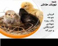 فروش جوجه یکروزه گلپایگانی محلی ، جوجه جهادی